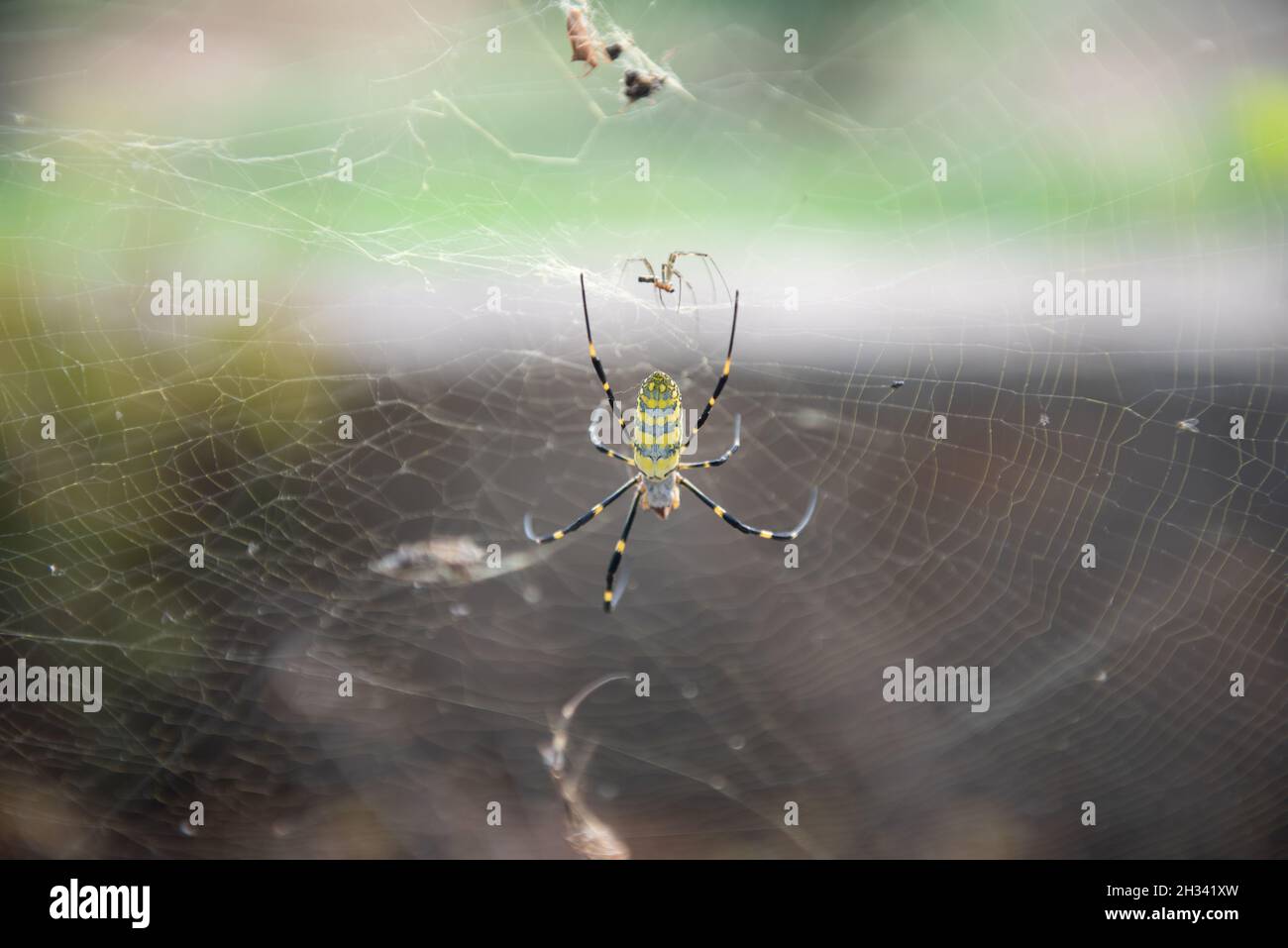 Selective focus shot of a wasp spider on its net Stock Photo