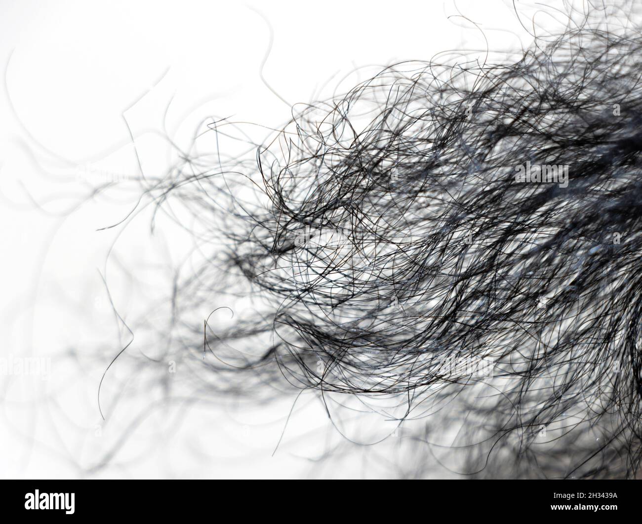 Closeup Image Of Black Coily Hair Of Lady In White Background. Selective Focus Stock Photo