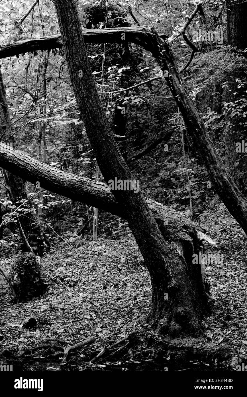 Broken trees in the woods Stock Photo