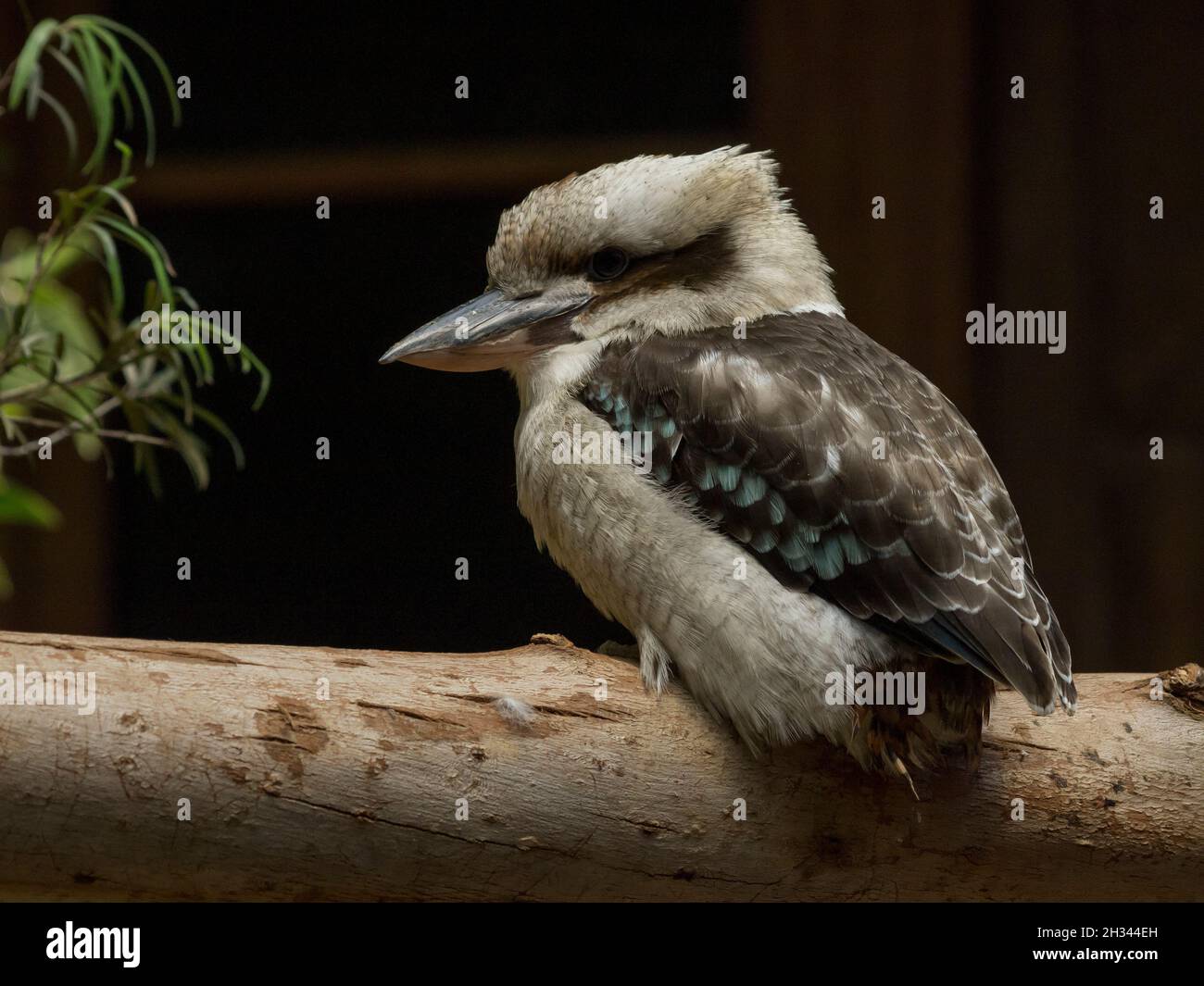 Kookaburra Stock Photo