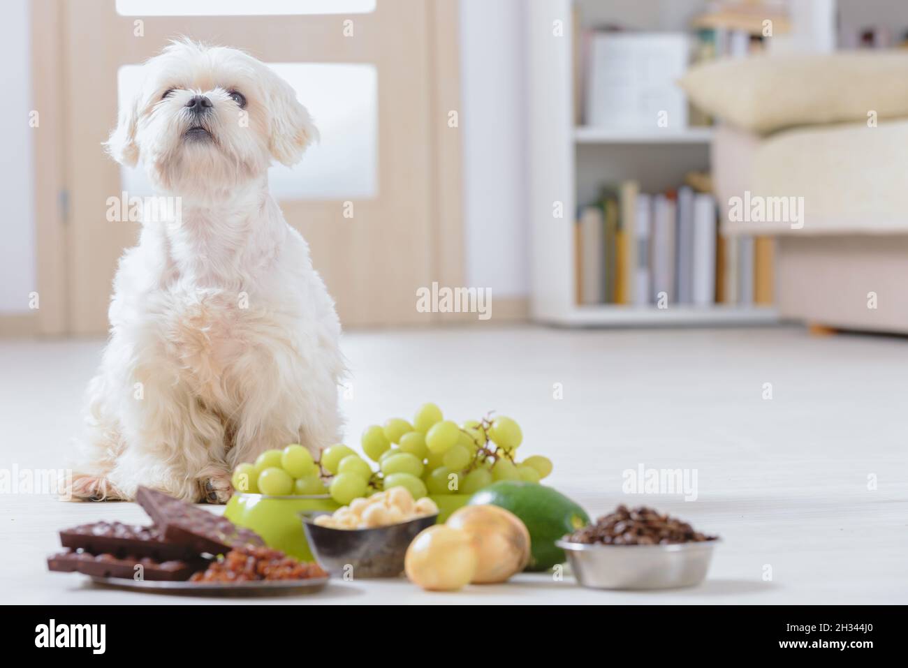 Little white maltese dog and food ingredients toxic to him Stock Photo