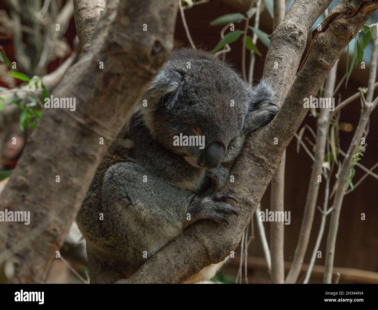 Koalas Bear Stock Photo