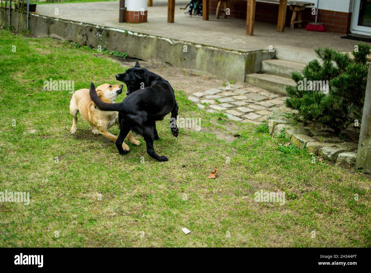 Two dogs playing in the yard Stock Photo - Alamy
