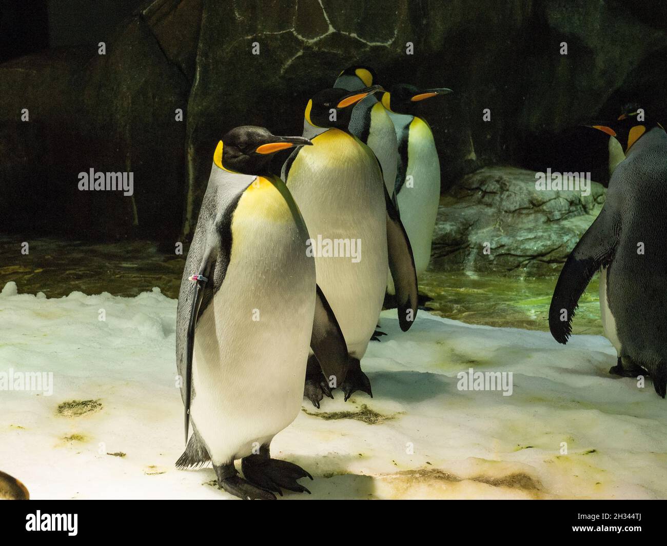 Emperor penguin Stock Photo
