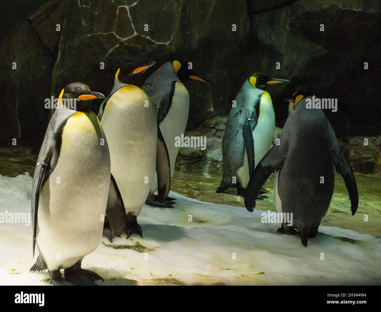 Emperor penguin Stock Photo
