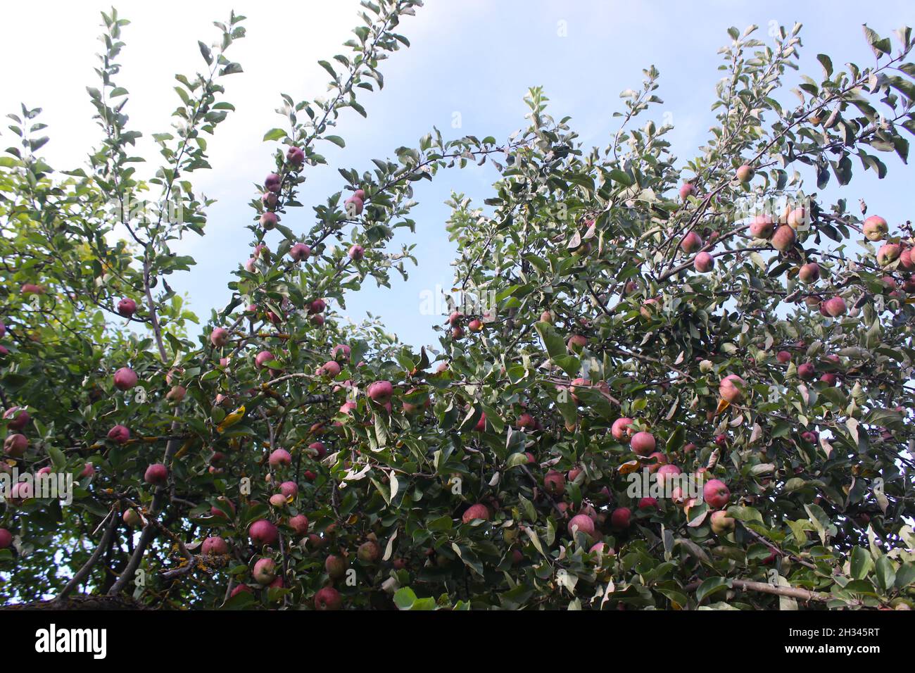 Ripe red apples on the apple tree branch in the garden Stock Photo - Alamy