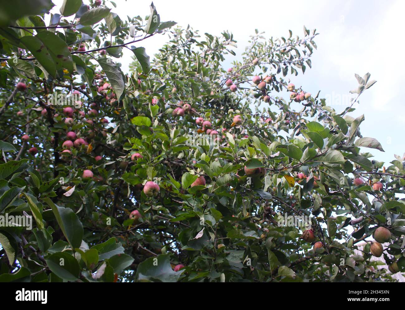 Ripe red apples on the apple tree branch in the garden Stock Photo - Alamy
