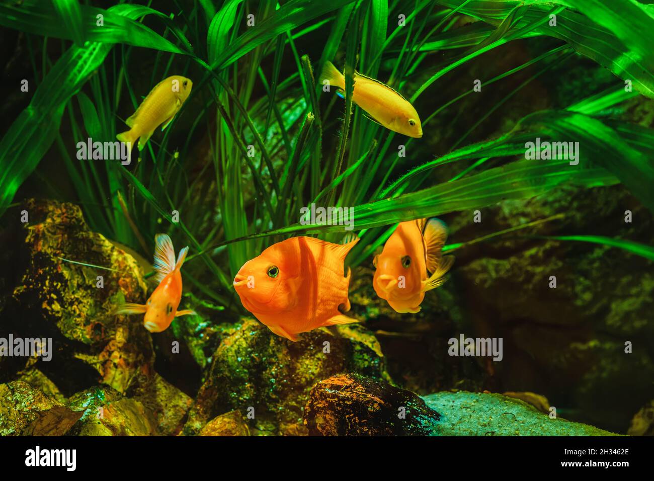 Blood Parrot cichlid and other colorful exotic fish in water with algae. Vivid background of underwater world. Selective soft focus Stock Photo