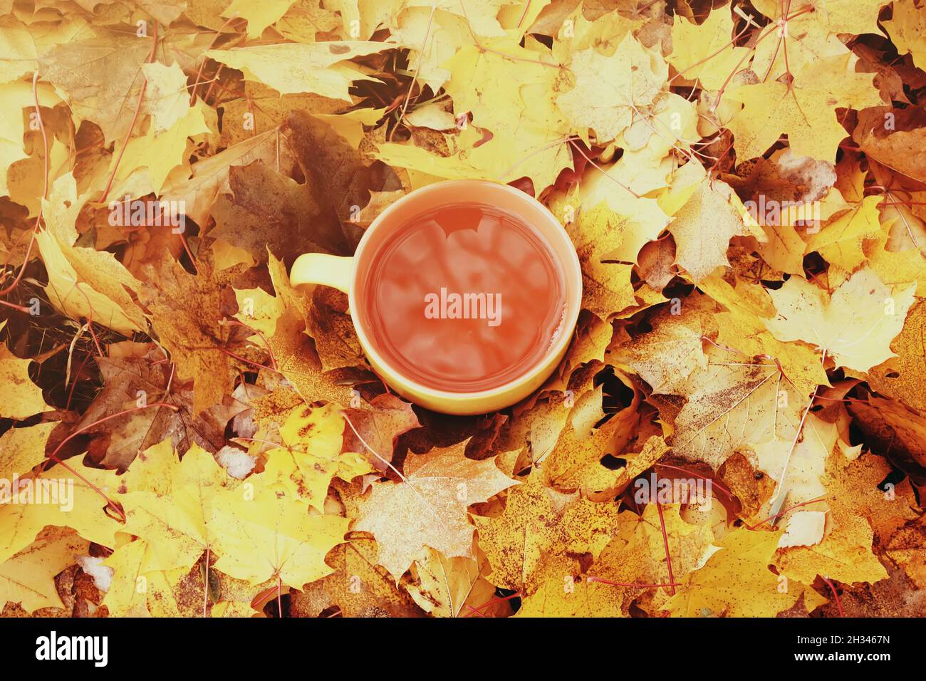 A cup of black tea on colorful autumn fall leaves background Stock