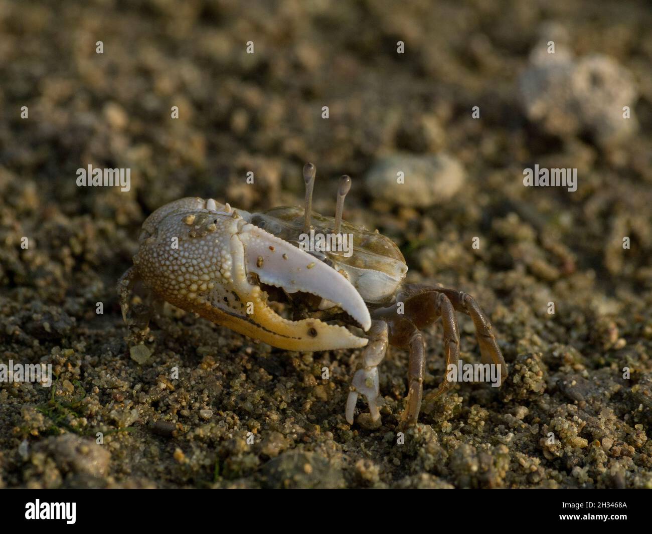 Male Fiddler crab Stock Photo