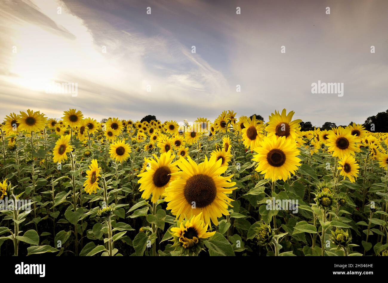 Sunflower field at Sutton on the Forest York North Yorkshire Stock Photo Alamy