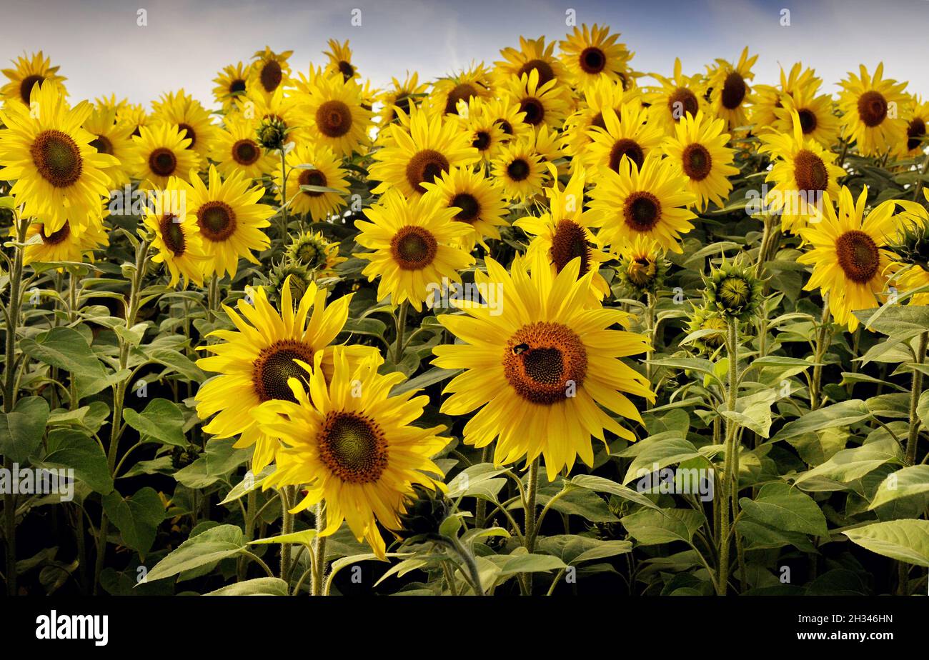 Sunflower field at Sutton on the Forest York North Yorkshire Stock