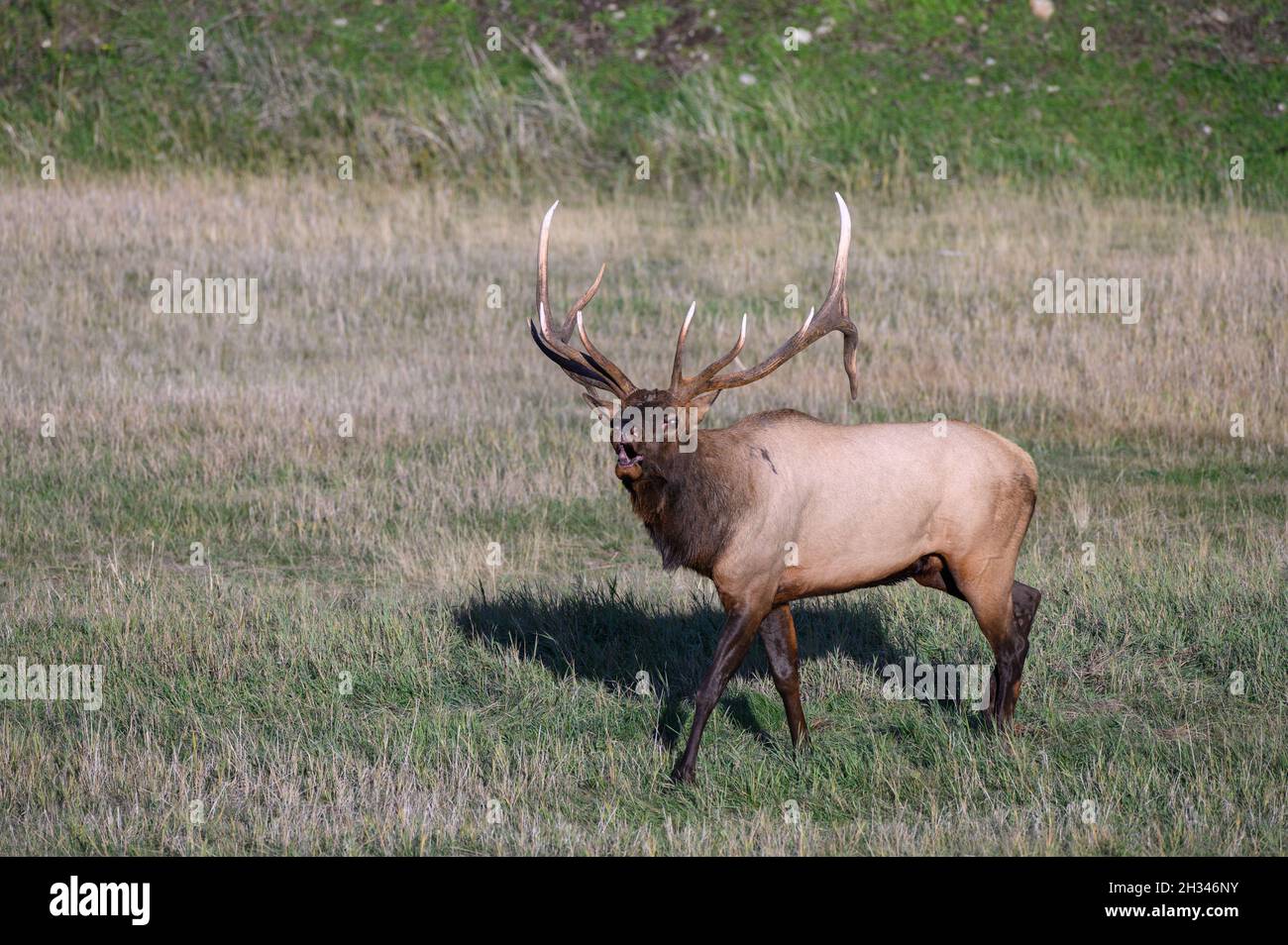 A large majestic bull elk bugling in a meadow Stock Photo