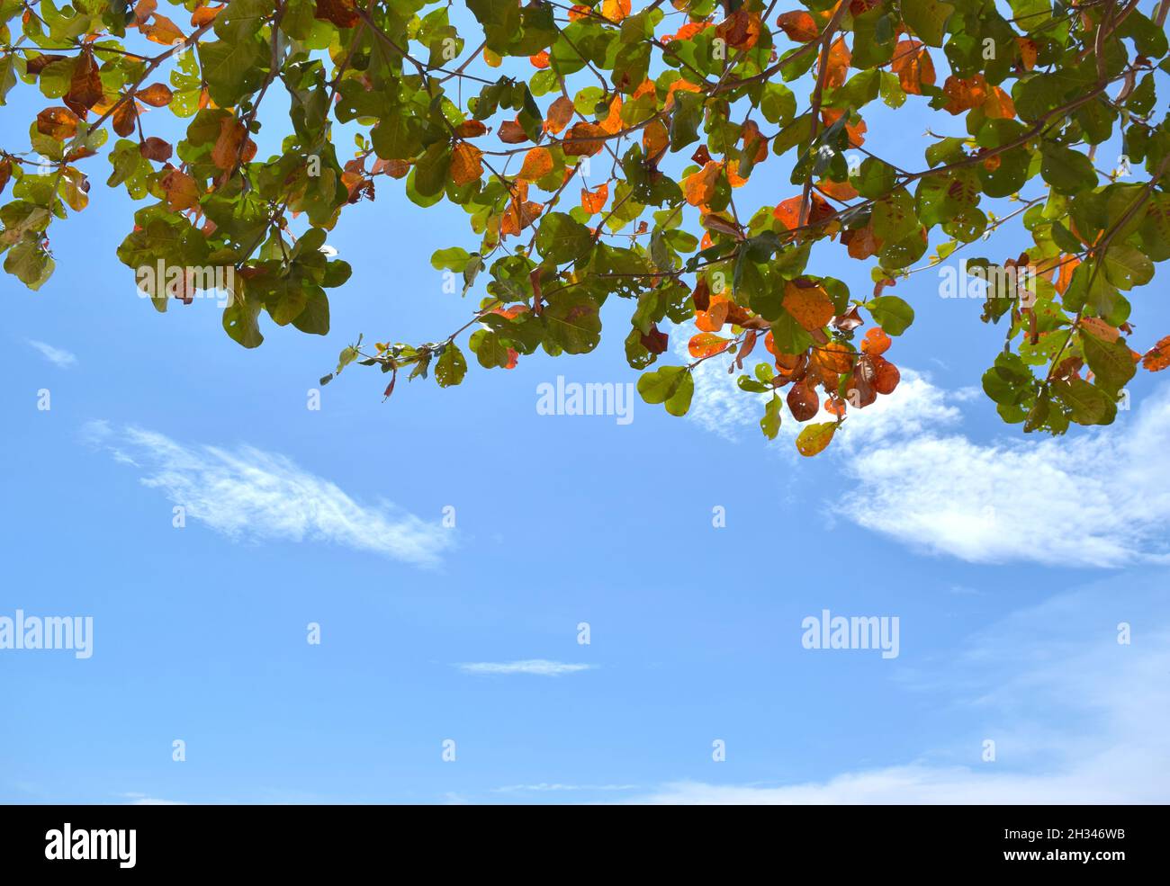 Autumn tree with beautiful bright leaves on blue sky backgrounds Stock ...