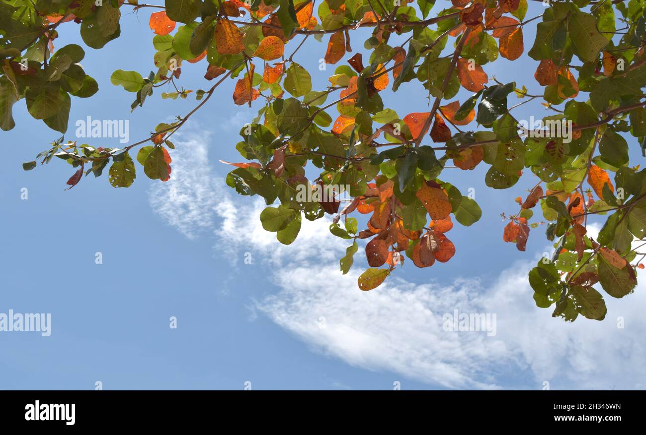Autumn tree with beautiful bright leaves on blue sky backgrounds Stock ...