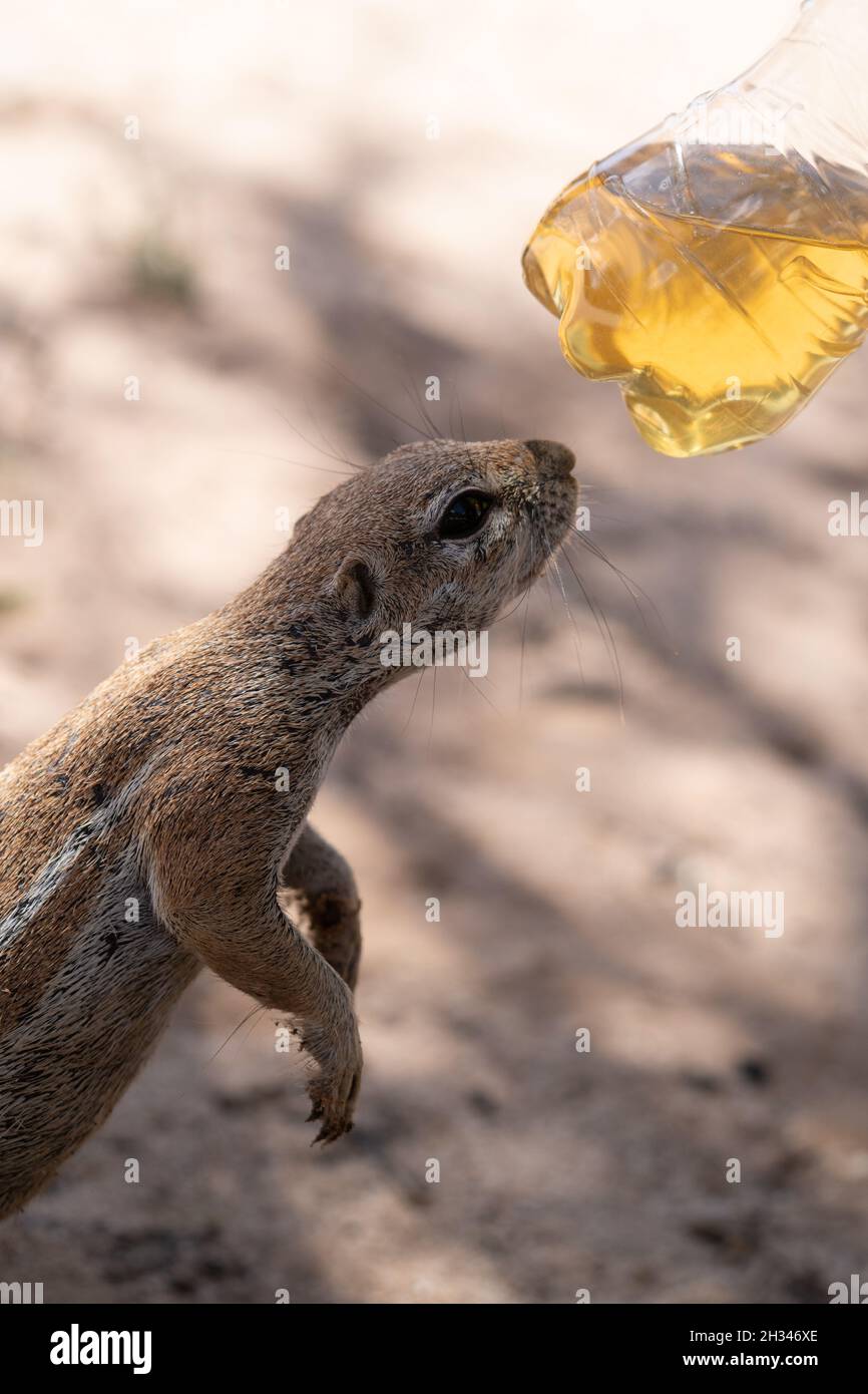 Curious squirrel looking at a bottle with juice Stock Photo Alamy