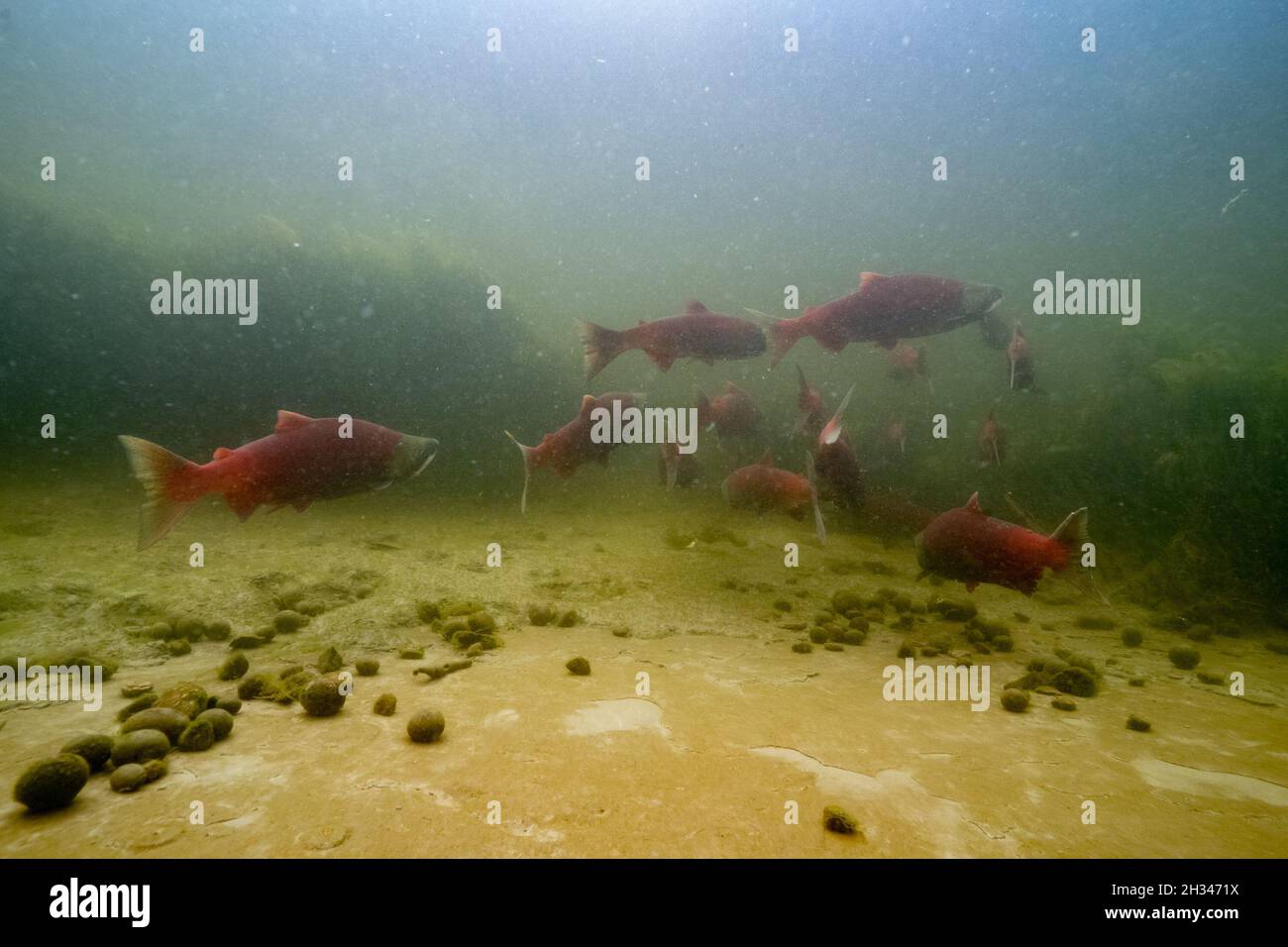 School of Spawning sockeye in the Nautley River close to Fraser Lake in British Columbia. Stock Photo