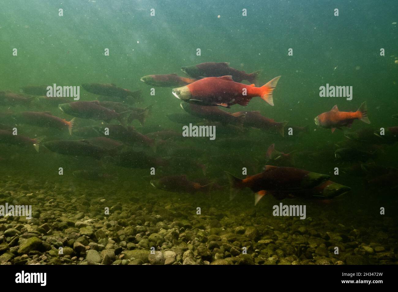 A large school of spawning sockeye salmon in the Stellako River, a tributary of the Fraser Lake in the North of British Columbia, Canada. Stock Photo