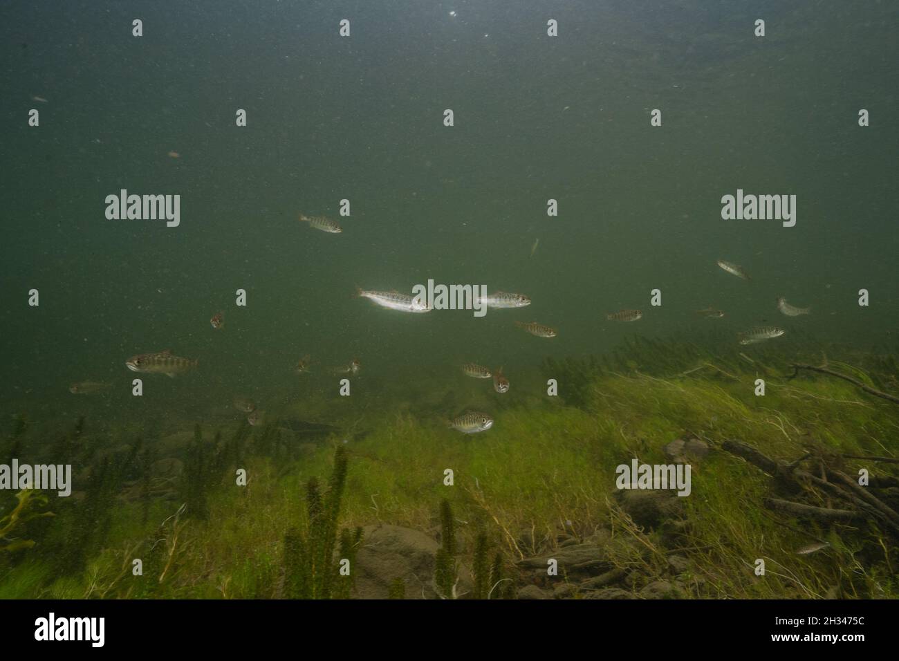 Wild salmon smolts in a tributary of the Fraser River in the North of British Columbia. Stock Photo