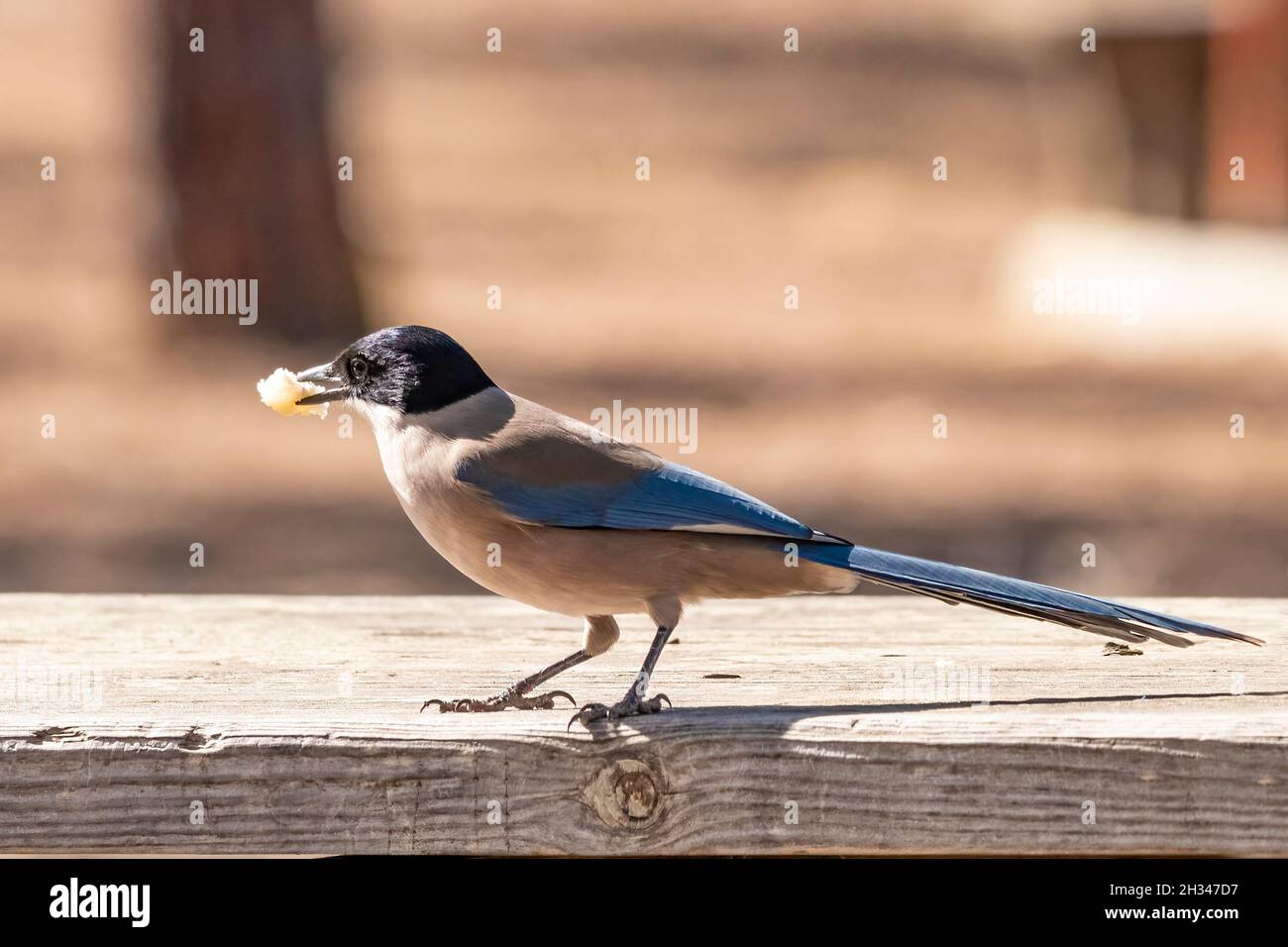 Azure-winged magpie (Cyanopica cyanus) eating bread in a picnic area Stock Photo