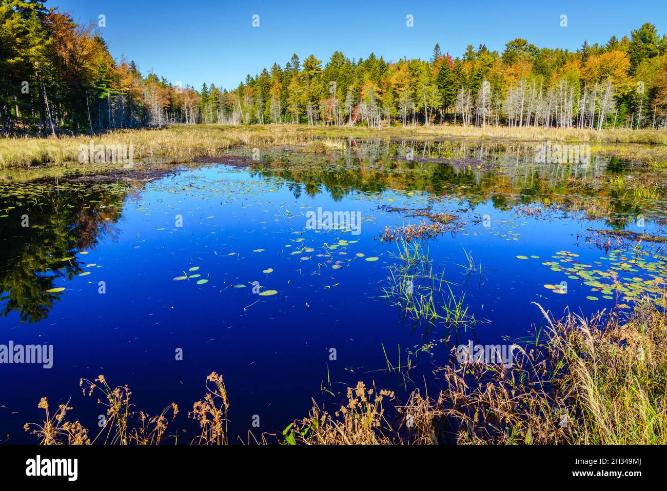 Scenic view of a small pond and marsh in Acadia National Park in fall Stock Photo