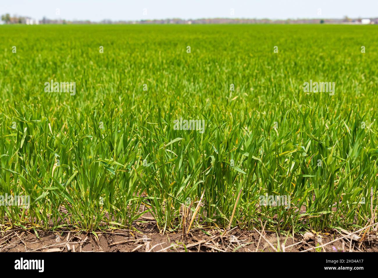 winter wheat field growing in spring. Concept of cereal grain farming, commodity market and trade Stock Photo