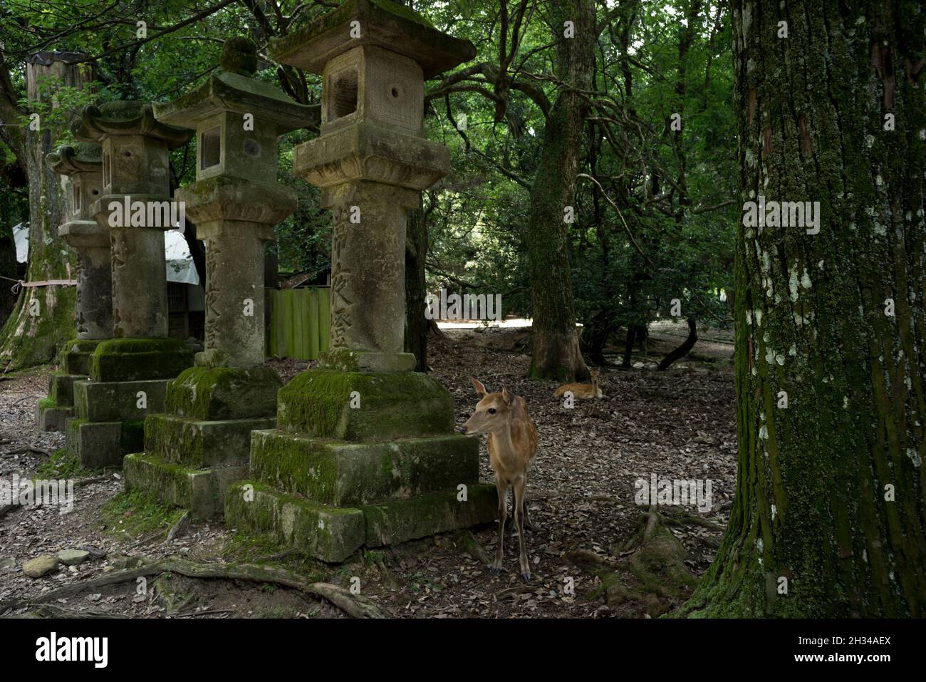 Nara Deer Stock Photo