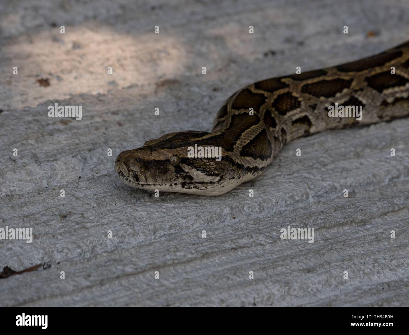 Python bivittatus farm hi-res stock photography and images - Alamy