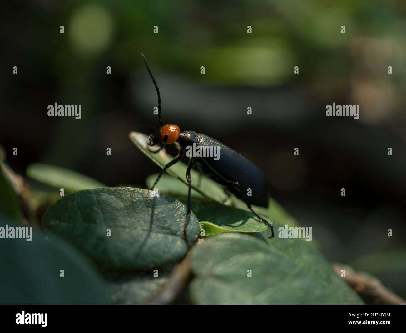 Epicauta hires stock photography and images Alamy