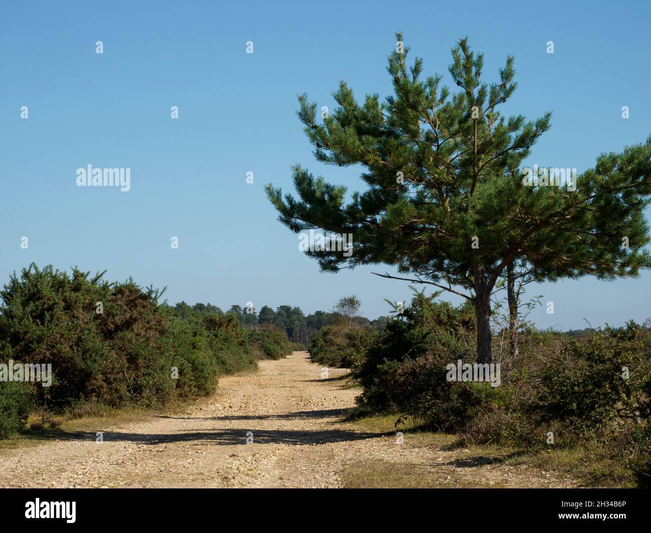 Dirt road on the old WWII airfield, RAF Beaulieu, The New Forest, Hampshire, UK Stock Photo