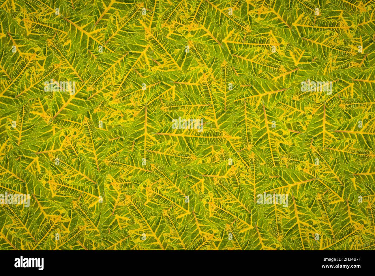 Fruit pattern background plant clothes pattern Stock Photo
