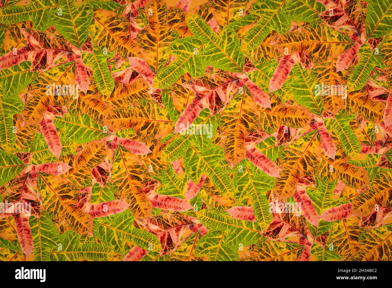 Fruit pattern background plant clothes pattern Stock Photo