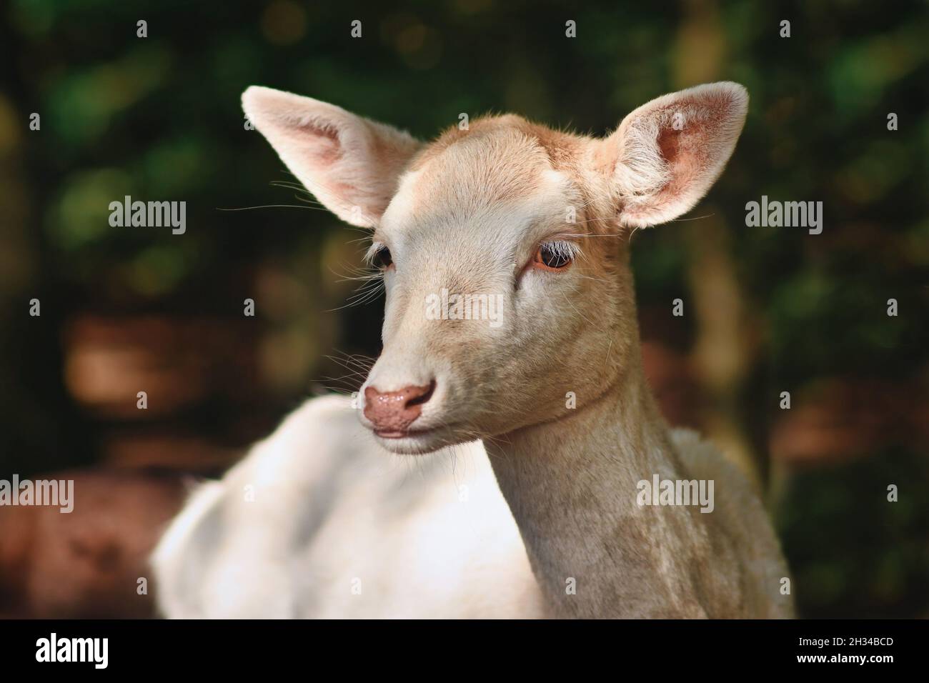 Portrait of white European fallow deer Stock Photo