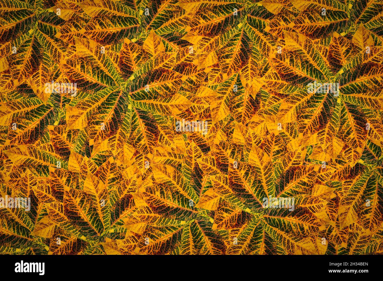 Fruit pattern background plant clothes pattern Stock Photo