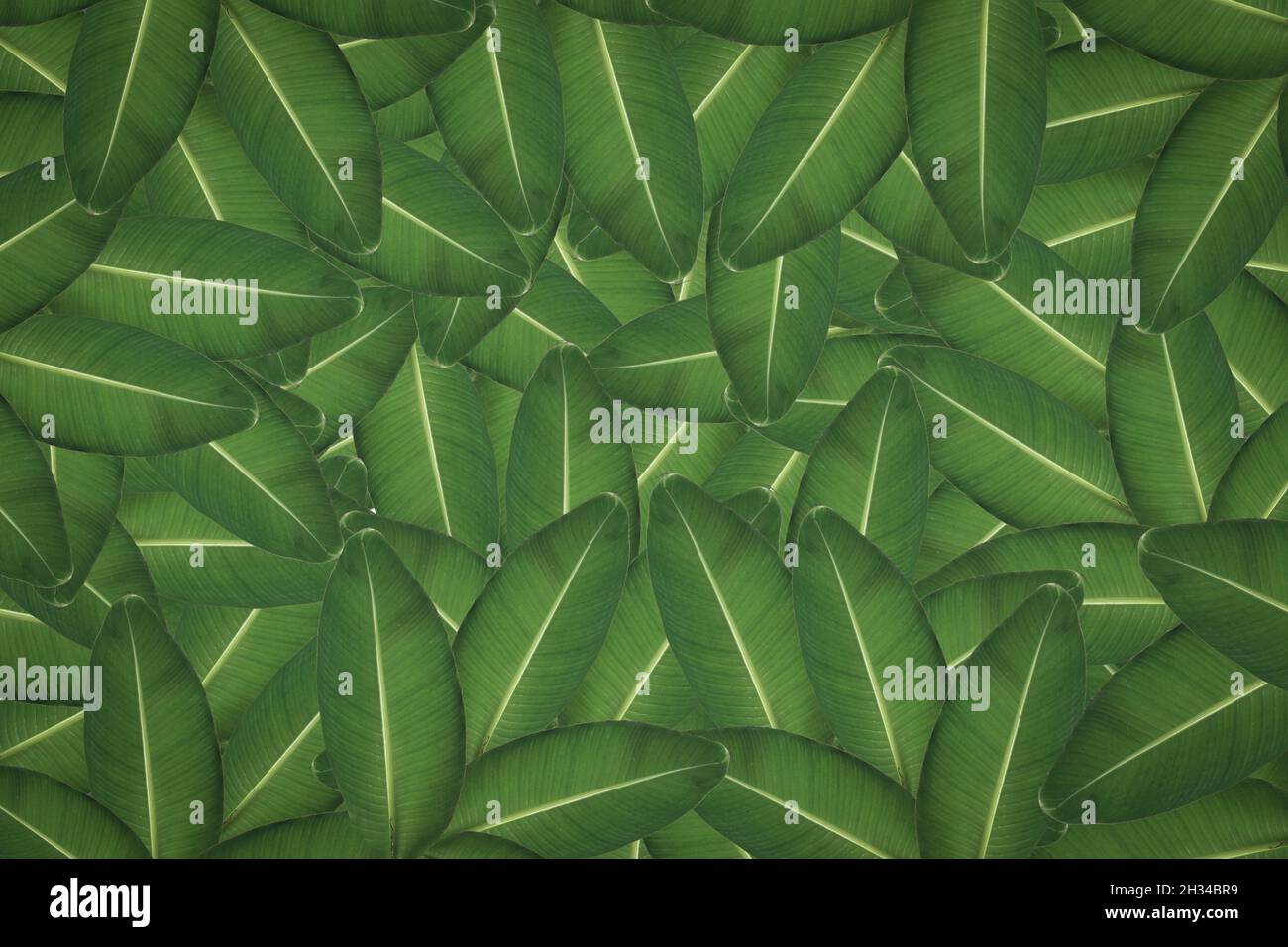Fruit pattern background plant clothes pattern Stock Photo