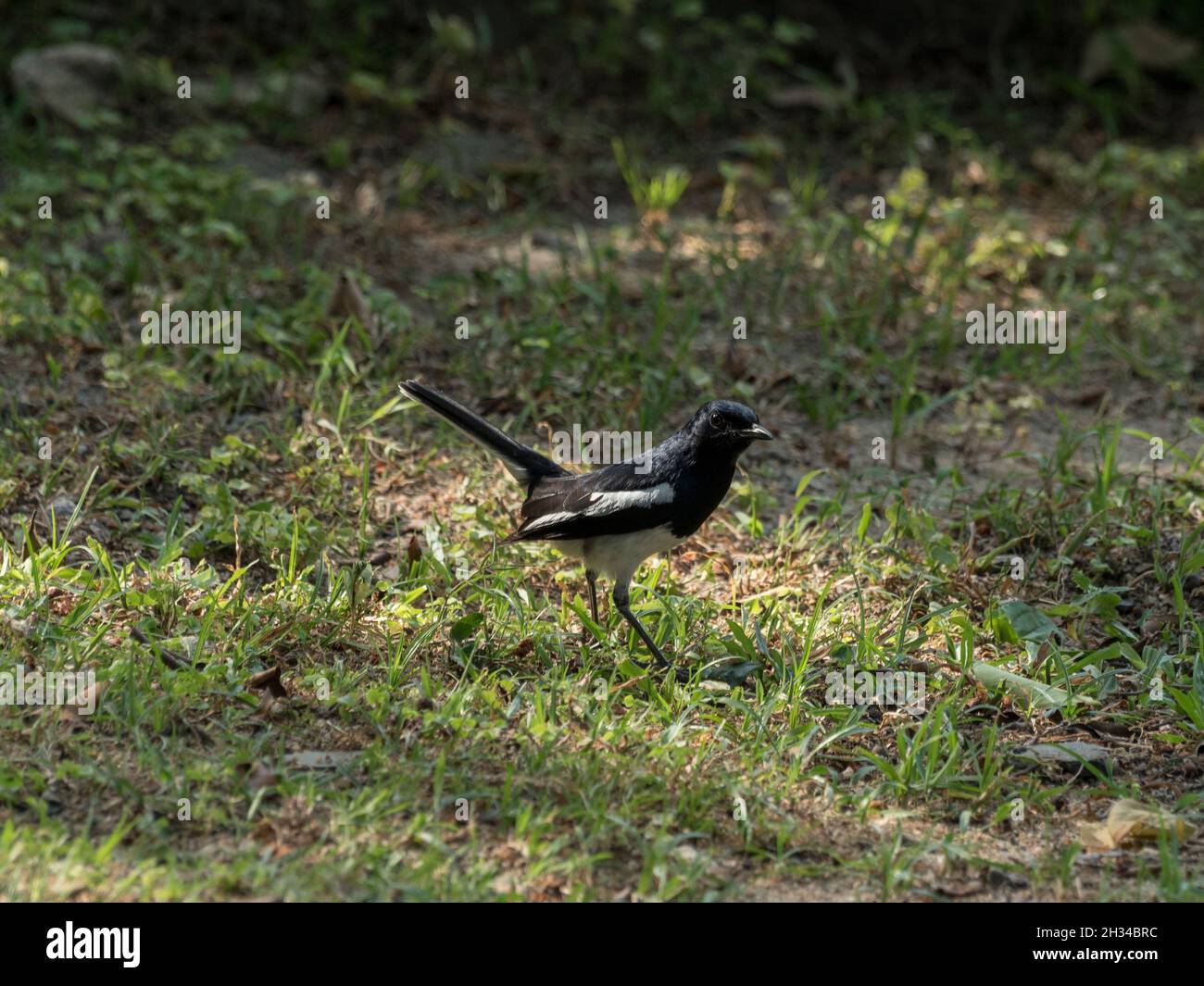 Oriental magpie-robin Stock Photo