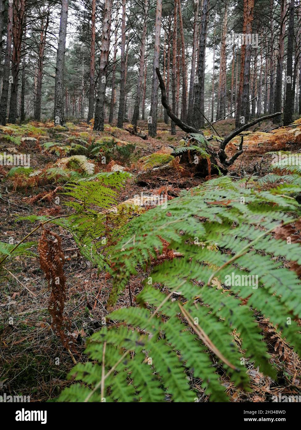 Vertical shot of tall trees in the forest Stock Photo - Alamy