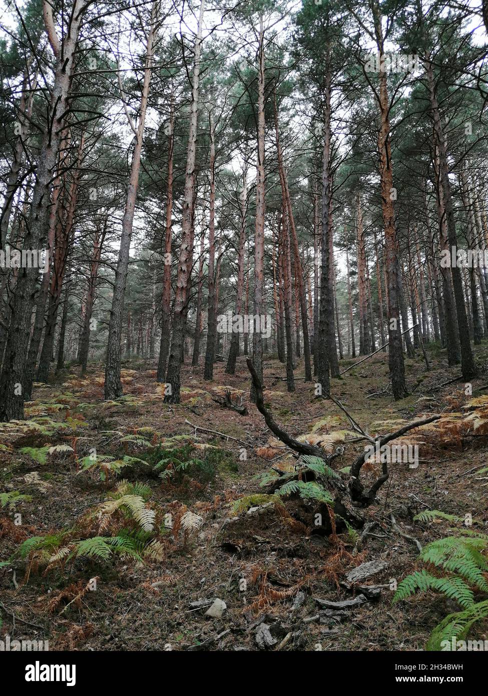 Vertical shot of tall trees in the forest Stock Photo - Alamy