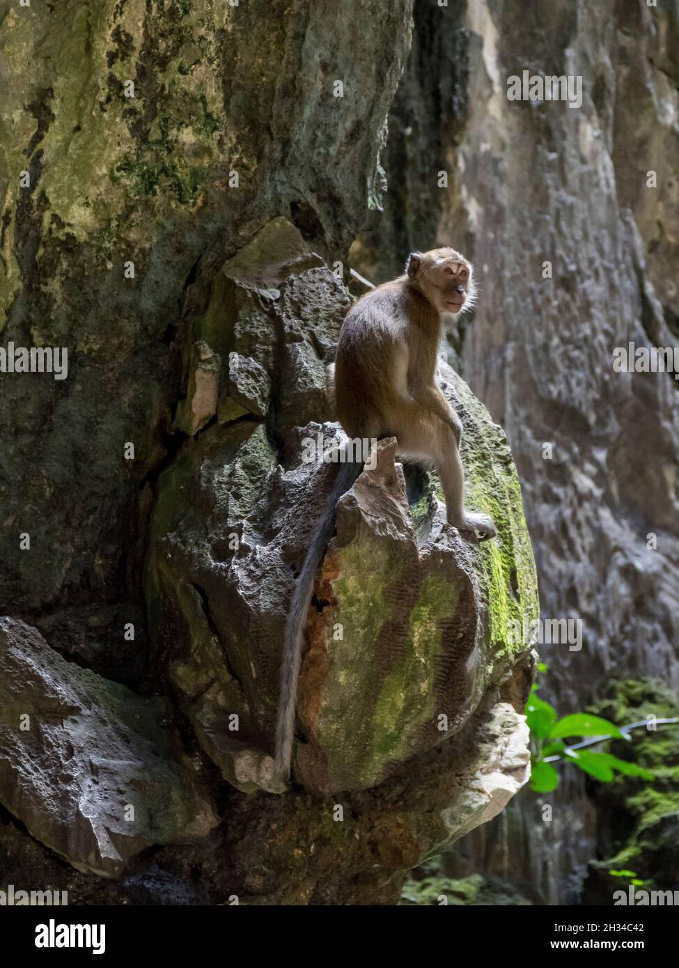 Monkey Stock Photo