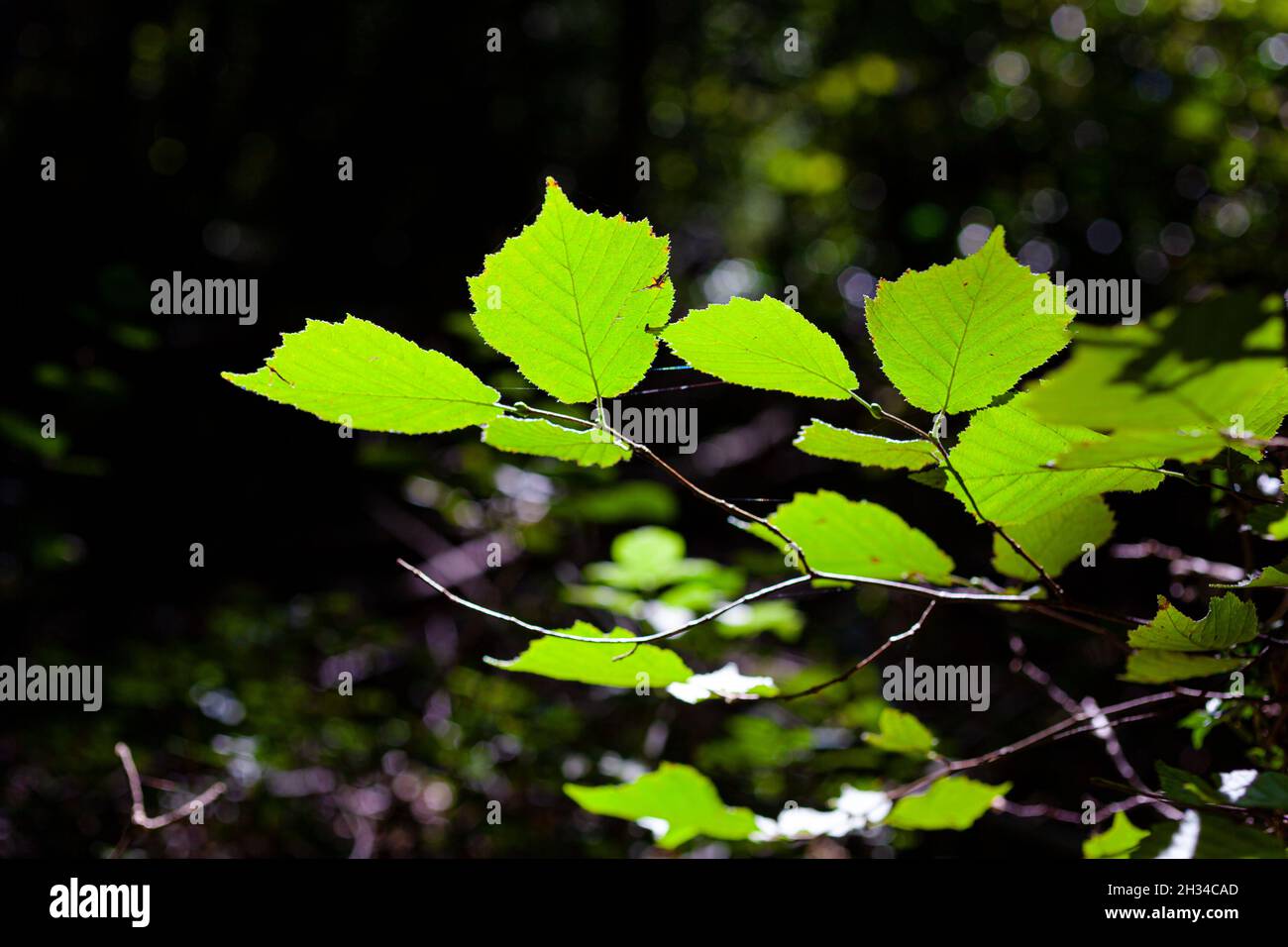 Close up of the broad-leaved, broad-leaf, or broadleaf tree is any tree within the diverse botanical group of angiosperms Stock Photo
