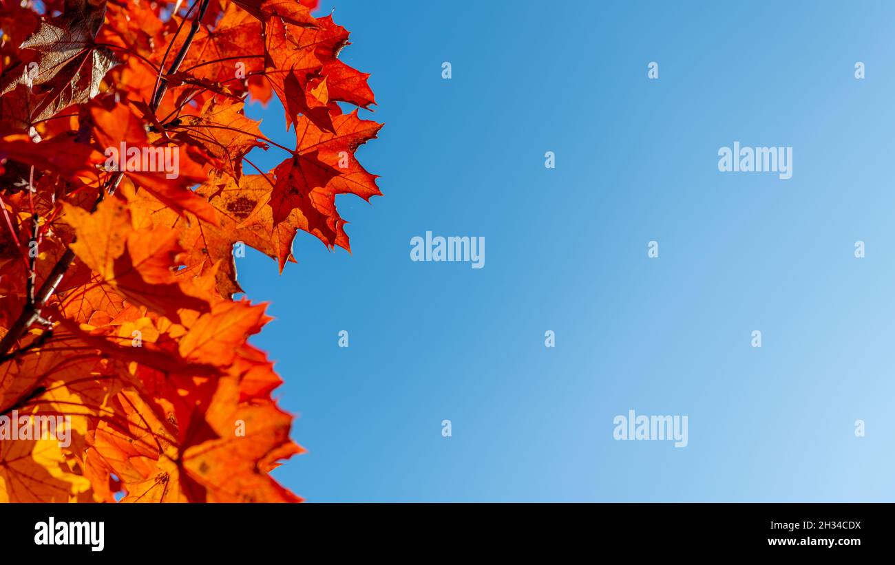 Maple leaf in autumn colors Stock Photo