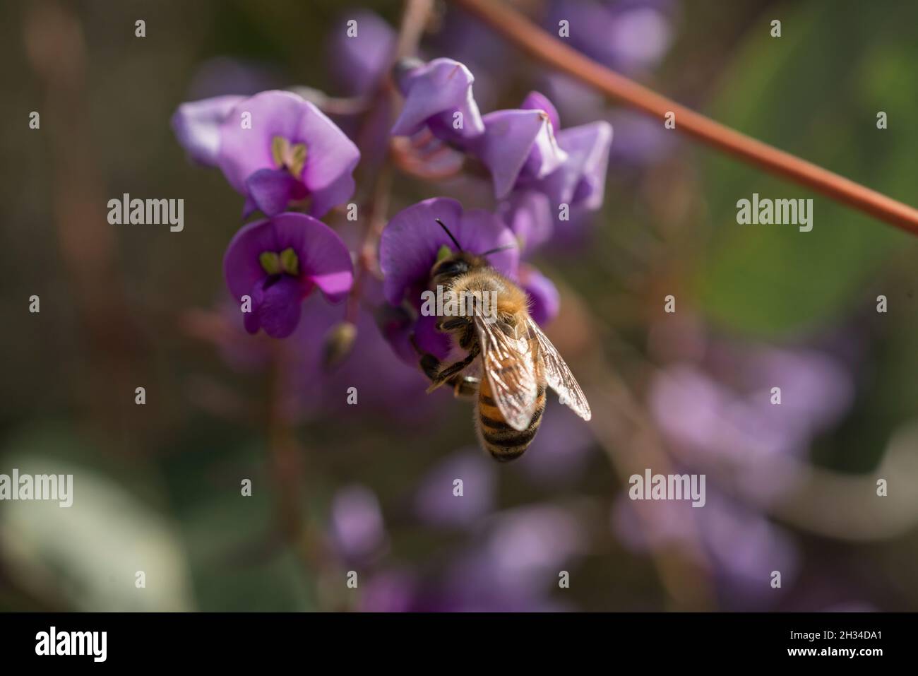 Honeybee Stock Photo