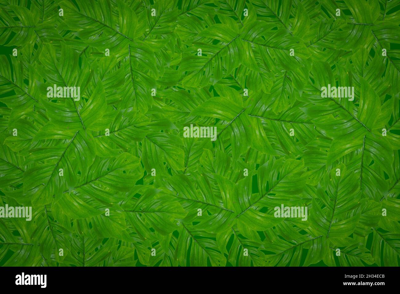 Fruit pattern background plant clothes pattern Stock Photo