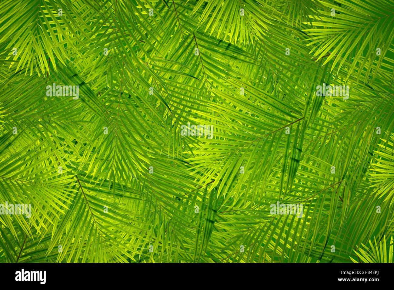 Fruit pattern background plant clothes pattern Stock Photo
