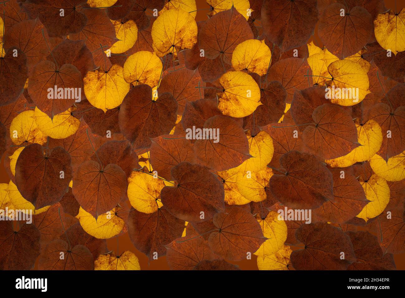 Fruit pattern background plant clothes pattern Stock Photo