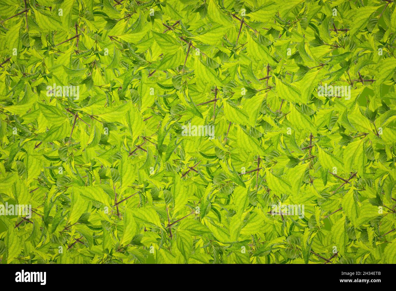 Fruit pattern background plant clothes pattern Stock Photo