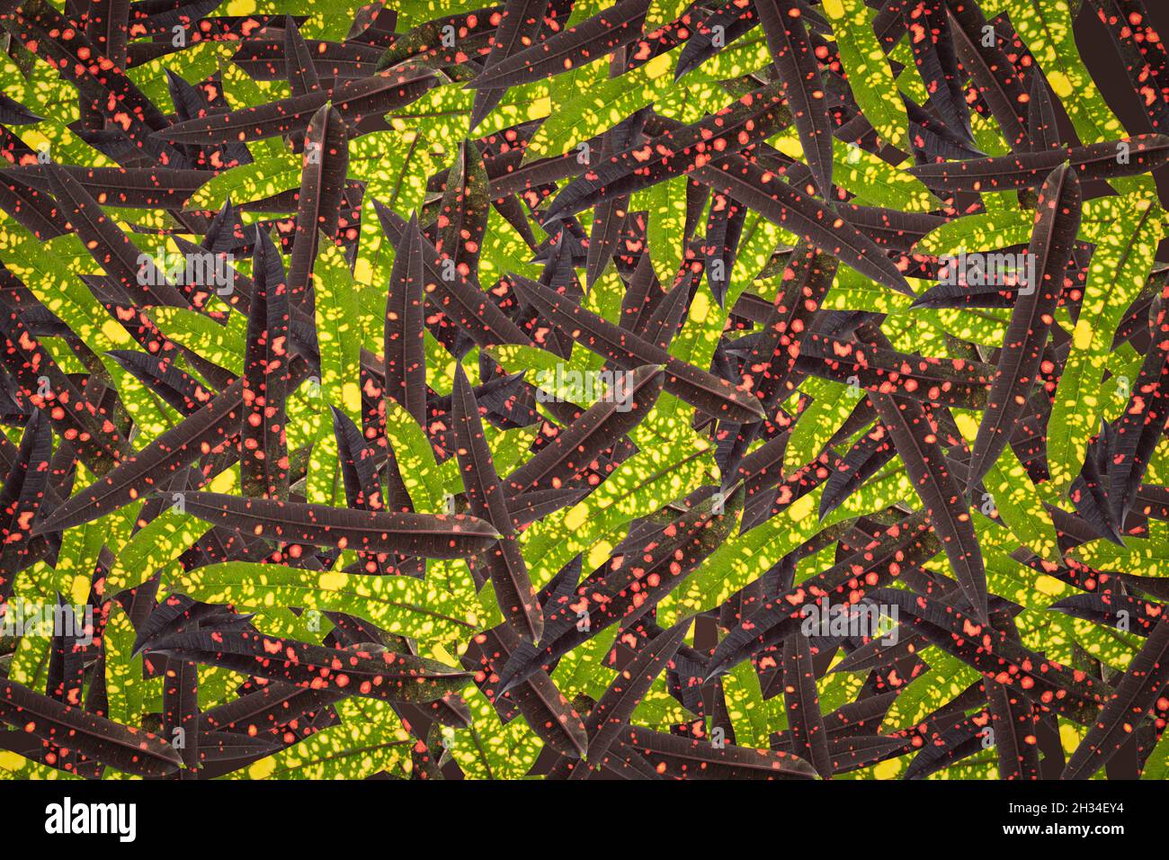 Fruit pattern background plant clothes pattern Stock Photo