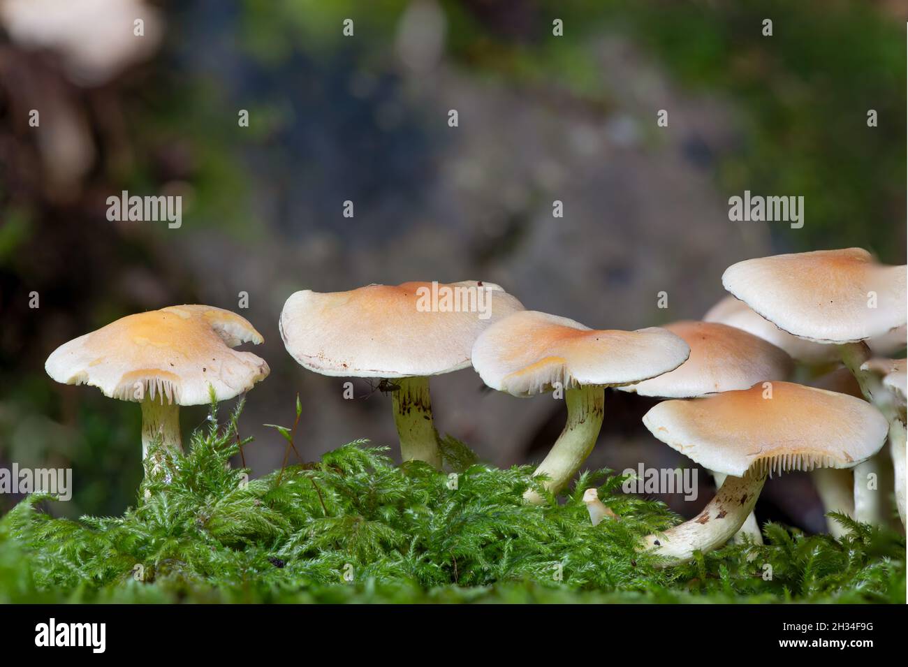 Close up of wild mushrooms growing on a log in a forest Stock Photo - Alamy