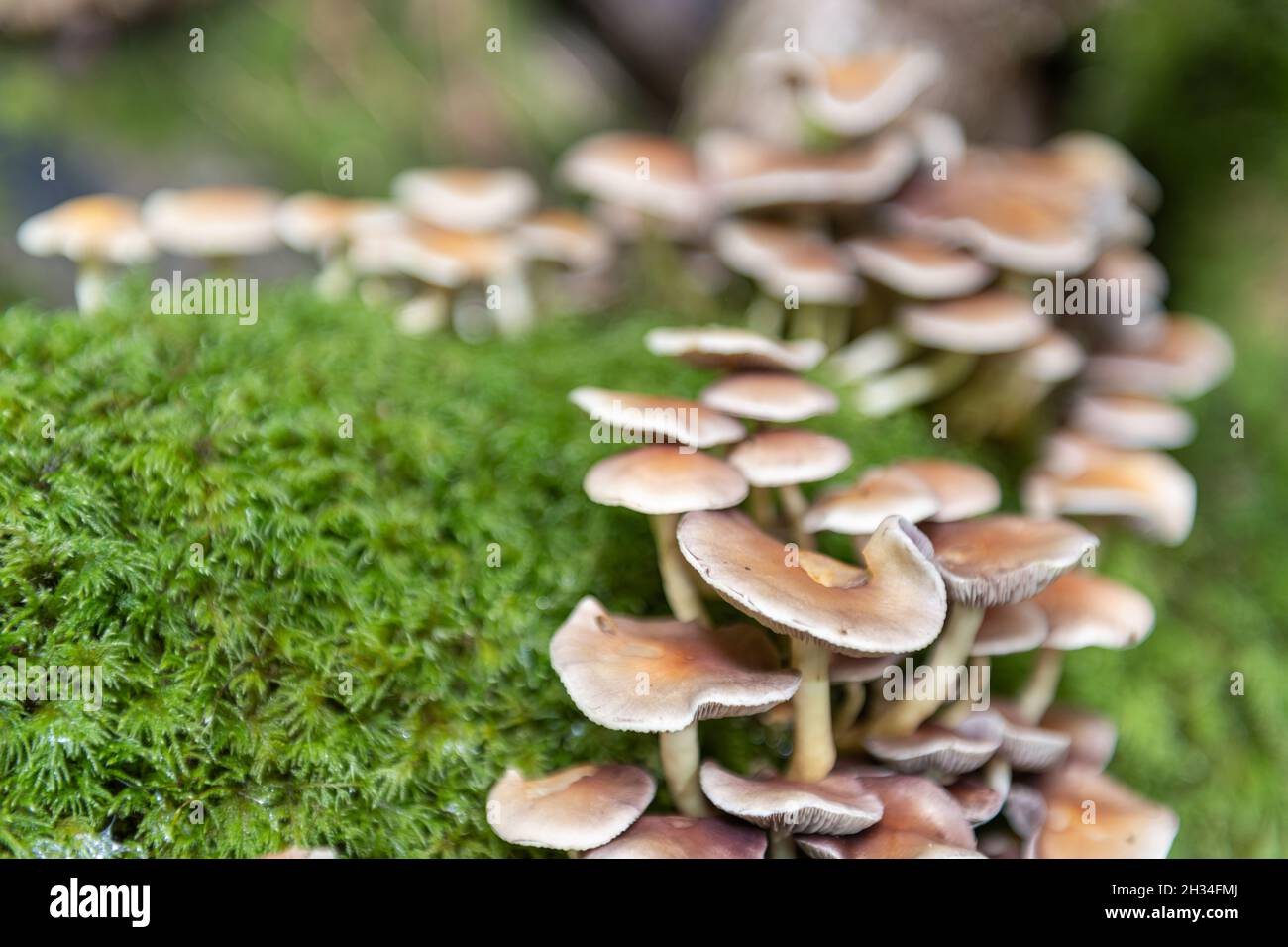 Close up of wild mushrooms growing on a log in a forest Stock Photo - Alamy