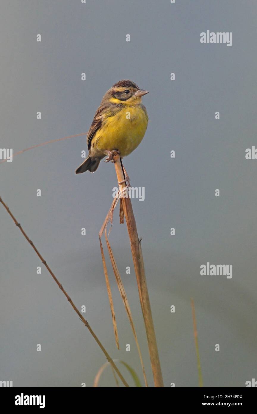 Yellow-breasted Bunting (Emberiza aureola) male in non-breeding plumage perched on dead reed Koshi Tappu, Nepal          February Stock Photo